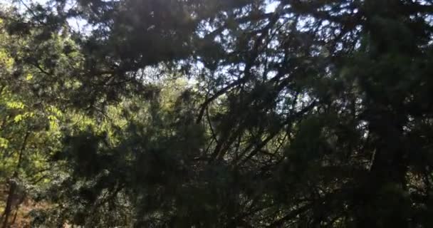 森の中の小さな掃除機のクレーンが上から下まで撃たれた木々の間から差し込む太陽と共に秋 — ストック動画
