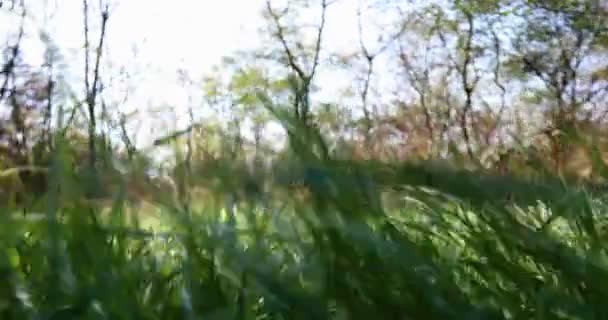 Ekstremalnie Niski Kąt Ruchu Kamery Przez Łąkę Lesie Ujęcie Dźwigu — Wideo stockowe