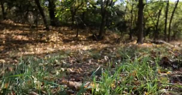 Pequeno Campo Forest Carpet Prados Extremo Ângulo Baixo Vista Câmera — Vídeo de Stock