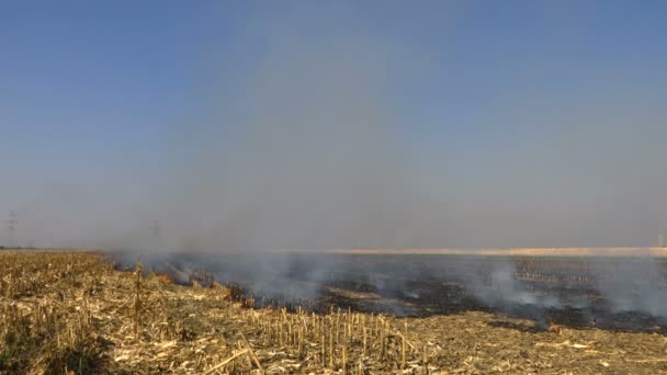 Повільно Горить Сільськогосподарське Поле Рослинними Залишками Нахил Пострілу Зліва Направо — стокове відео