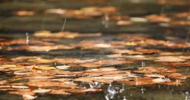 Herbstblätter Auf Der Wasseroberfläche Über Die Die Tröpfchen Sprühen Nahaufnahme — Stockvideo