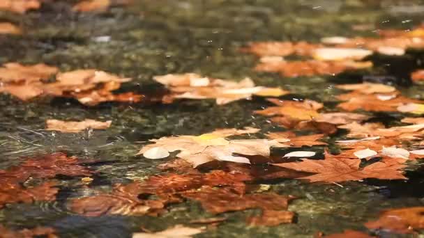 Hojas Otoño Agua Con Gotitas Agua Que Caen Cámara Lenta — Vídeo de stock