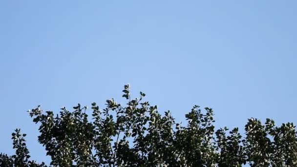 Parte Superior Una Vela Árbol Con Cielo Azul Claro Movimiento — Vídeo de stock