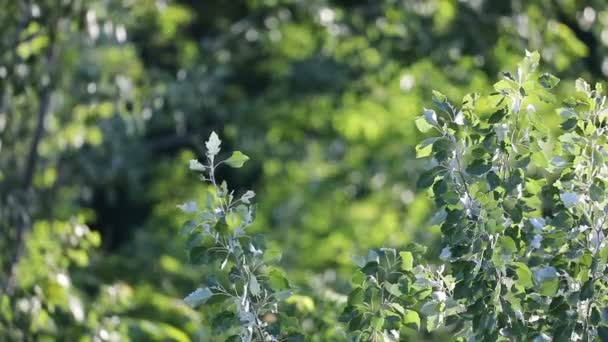 Folhas Verdes Uma Árvore Dia Ensolarado Verão Movimento Lento — Vídeo de Stock