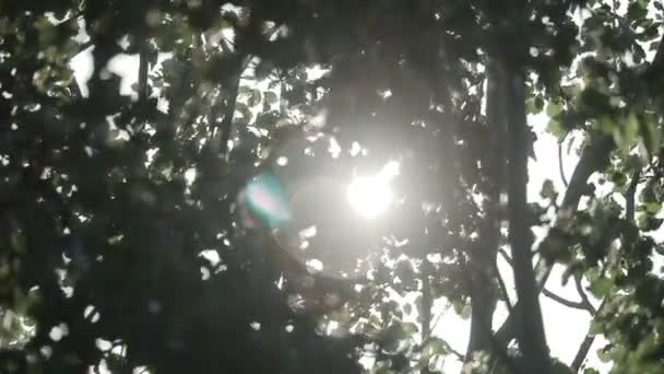 太陽がゆっくりと木の天蓋の緑の葉を突き破って — ストック動画