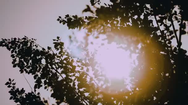 绿叶树的树冠 阳光以超慢的速度穿过树叶 — 图库视频影像