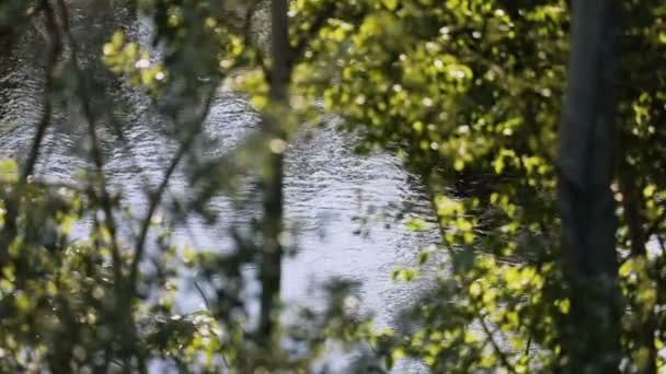 Água Calma Lago Através Ramos Folhas Verdes Movimento Lento — Vídeo de Stock