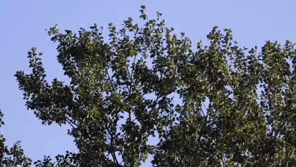 Copa Árvore Com Folhas Verdes Com Céu Azul Fundo Movimento — Vídeo de Stock
