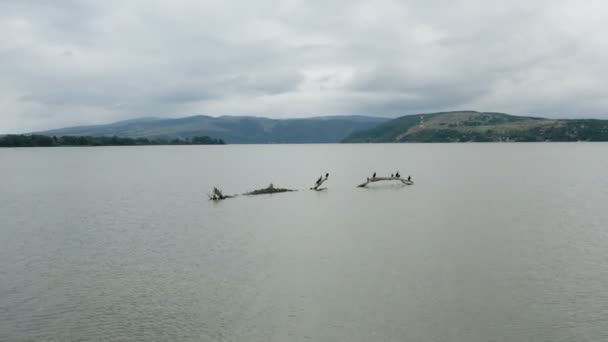 Close Drone Flying Flock River Cormorants Who Standing Trunk Middle — Stock Video