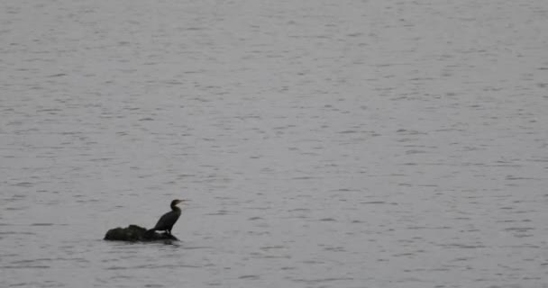 Enkele Aalscholver Vogel Staande Drijfhout Het Midden Van Rivier — Stockvideo