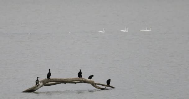 Pequeno Bando Pássaros Corvos Marinhos Sobre Madeira Deriva Com Cisnes — Vídeo de Stock