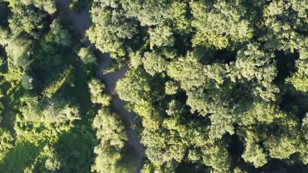 Volo Con Drone Sui Meandri Piccolo Fiume Una Fitta Foresta — Video Stock