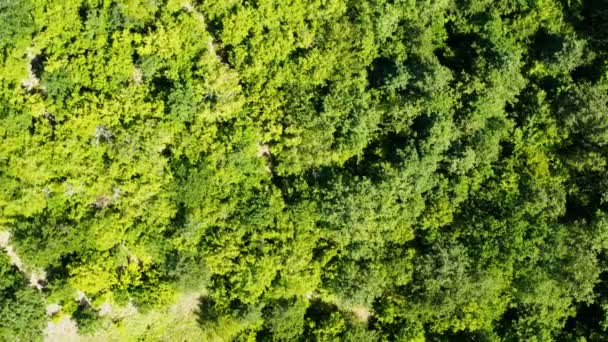 Voo Com Drone Sobre Algumas Densas Florestas Campos Nas Montanhas — Vídeo de Stock