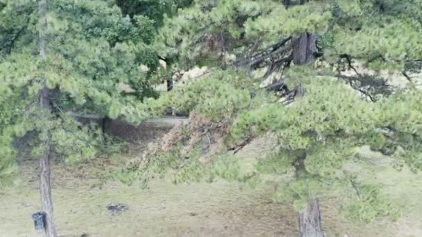 vol avec drone depuis la verrière d'un arbre au-dessus d'un panorama panoramique panoramique d'une zone rurale au milieu des montagnes