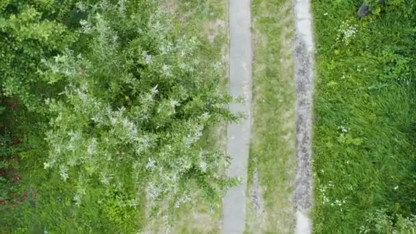 Volo Con Drone Una Strada Campagna Circondata Una Fitta Foresta — Video Stock