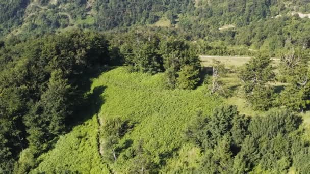 在高山边缘被茂密的松树林环绕的田野上飞奔 — 图库视频影像