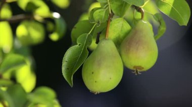 Armudun yavaş çekimini kapat. Rüzgâr, güzel güneşli bir günde yavaşça ileri geri sallıyor.
