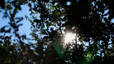 Armut ağacının dalının yavaş çekimini yaklaşın. Rüzgarla birlikte armut yavaşça hareket etsin ve ileri geri sallansın.