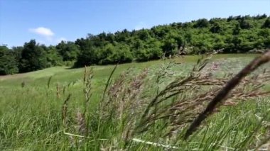 Rüzgarlı ve güneşli bir günde güzel bir tarlada bir çift çiçeğin yavaş çekim görüntüsünü kapat.