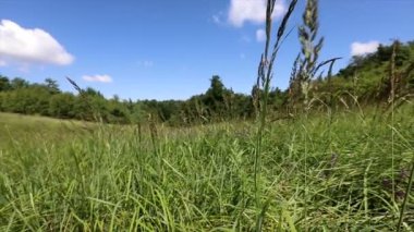 Rüzgârlı ve güneşli bir günde sık ağaçlarla çevrili bir tarlada bir çift çiçeğin yavaş çekimleri.