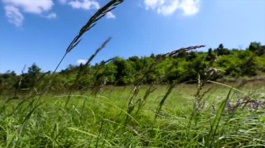 Rüzgarlı ve güneşli bir yaz gününde, manzaralı bir çayırda, tarla çiçeklerinin yavaş çekimleri.