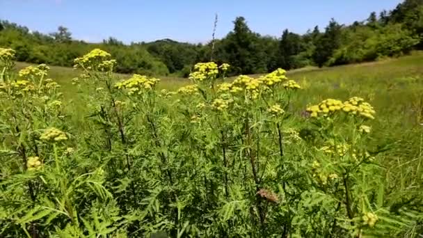 Close Slow Motion Shot Couple Field Flowers Gently Rocking Windy — Stock Video