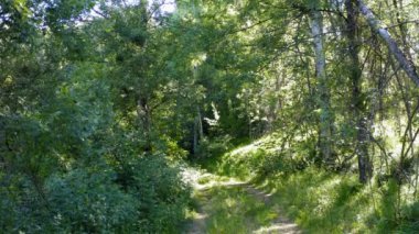 Yoğun bir ormanın ortasında, güneşli bir günde kırsal bir yolda insansız hava aracıyla uçmak.