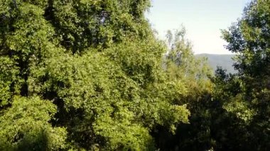 Kalın bir orman üzerinde insansız hava aracıyla uçmak. Çekimin arka planında güzel ve manzaralı bir dağ manzarası var.