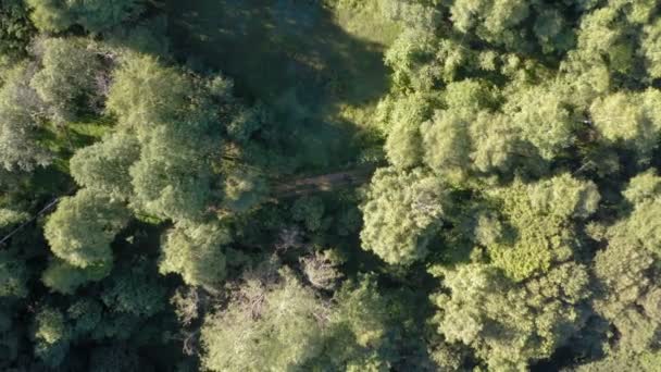 Flyg Med Drönare Över Grusväg Mitt Tjock Skog Solig Dag — Stockvideo