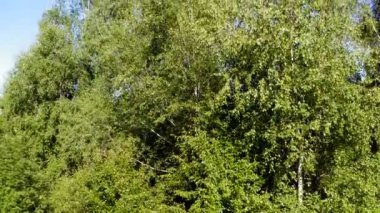 Bulutsuz güneşli bir günde engin kırsal bir dağ arazisinde İHA ile uçmak