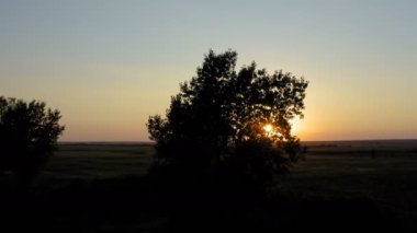 Rüzgarlı bir günde arka planda günbatımının manzarası olan geniş bir arazide bir çift ağaç tarafından İHA ile uçmak