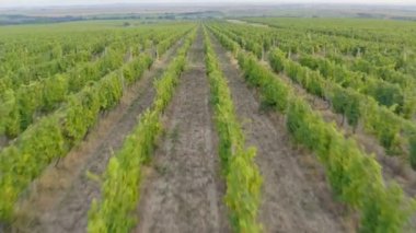 Güzel bulutlu bir günde büyük bir üzüm bağının üzerinde İHA ile hızlı uçmak