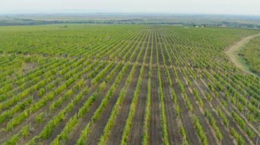 Kasvetli ve bulutlu bir günde büyük bir üzüm bağının üzerinde İHA ile uçmak