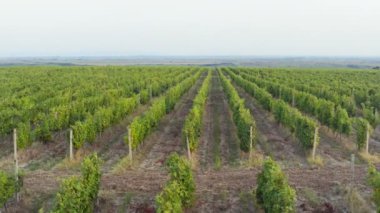 Karanlık ve bulutlu bir günde, güzel büyük bir üzüm bağının üzerinde İHA ile uçmak