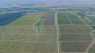 Güneşli bir günde, bir tarlanın ortasında, kocaman bir üzüm bağının üzerinde uçuyor.
