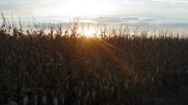 Kuru ve olgun mısırlarla tarım tarlası ve mısırın arkasındaki günbatımı - kamera soldan sağa hareket ediyor