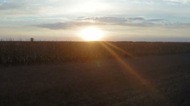 Bir tarım sahasında gün batımı - İHA uçuşu ileri