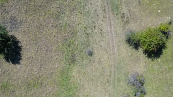 Güzel Güneşli Bir Günde Büyük Bir Tarladan Bir Drone Kırsal — Stok video