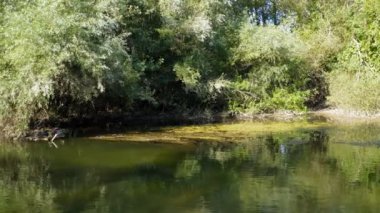 Bitkilerle kaplanmış sakin bir nehrin kıyıları. Hareketli bir dron ateşi.