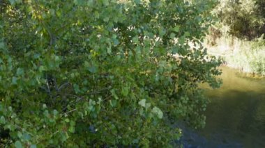 Ağaç tepelerinin arkasında güzel bir nehir beliriyor - insansız hava aracı görüntüsü