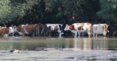 Çok büyük bir inek sürüsü bulanık bir nehirden su içiyor ve kıyılarında takılıyor.