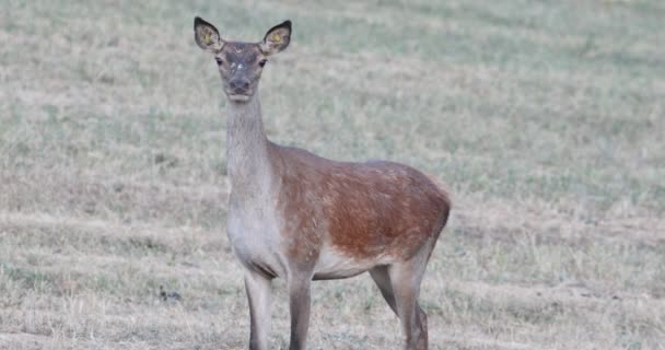 Beautiful Young Fallow Deer Middle Large Vast Clearing Edge Forest — Stock Video