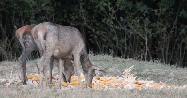 两只漂亮的小鹿正在茂密的森林边的一个大空地上吃玉米 — 图库视频影像