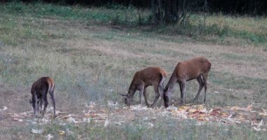 Üç Hintli sakince ve korkusuzca çayırlara mısır atıyor.