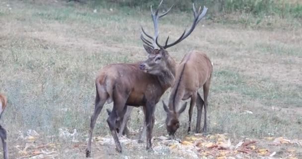 Deer Large Valuable Horns Hind Field Roaring Rutting Season — Stock Video