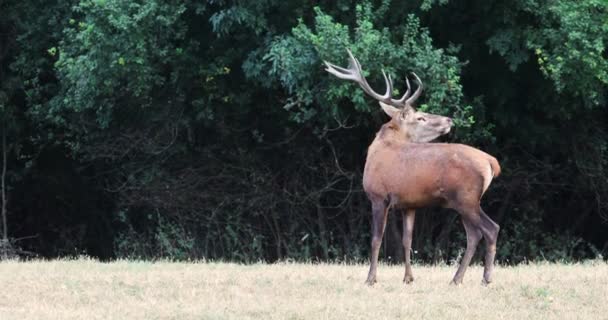 Deer Roaring Rutting Season Edge Forest Rainy Day — Stock Video