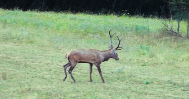 Cervo Vermelho Cárpatos Caminha Devagar Através Prado Lado Uma Floresta — Vídeo de Stock