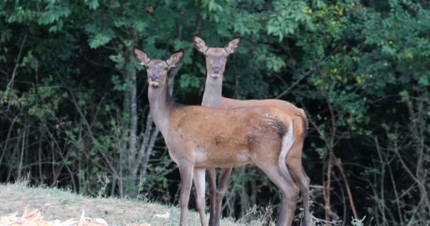 Dos Ciervos Con Calma Mirando Cámara Campo Borde Del Bosque — Vídeo de stock