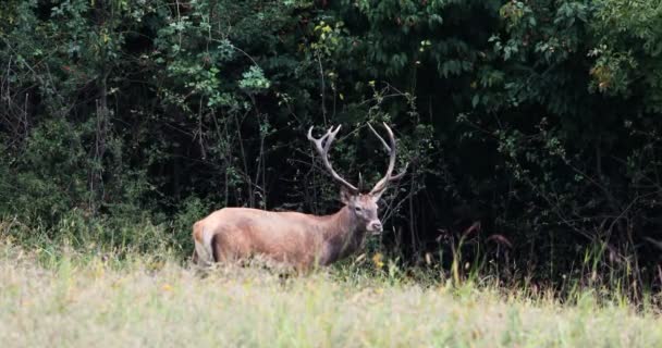 长着大鹿角的鹿儿平静地在森林边吃草 — 图库视频影像