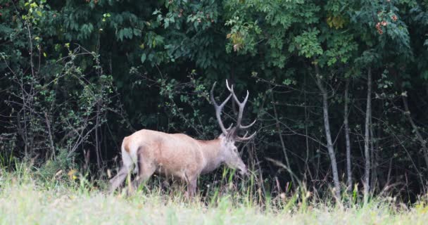 Ciervo Ciervo Rugiendo Durante Temporada Celo Borde Del Bosque — Vídeos de Stock